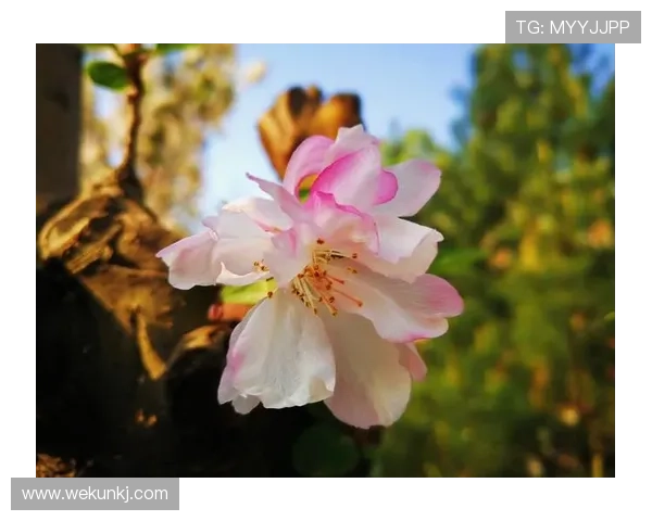 《海棠依旧》：一曲时代悲歌，一段家国情深